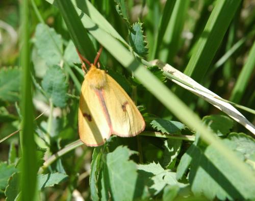Diacrisia sannio