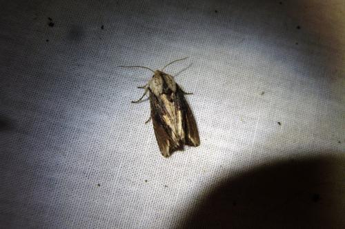 Egira conspicillaris