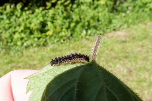 Eilema lurideola