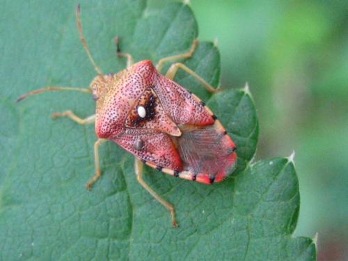 Elasmucha grisea grisea
