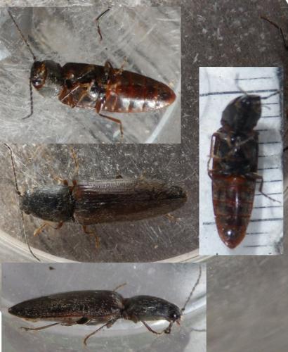 Réf. 120 725 : Athous haemorrhoidalis