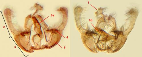 Réf. 120 373 : Endothenia marginana