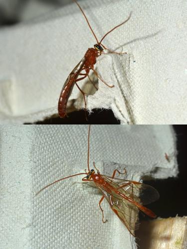 Ophion sp.