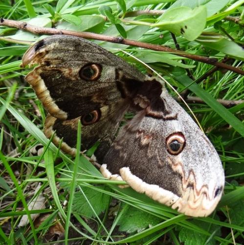 Réf. 120 871 : Saturnia pyri