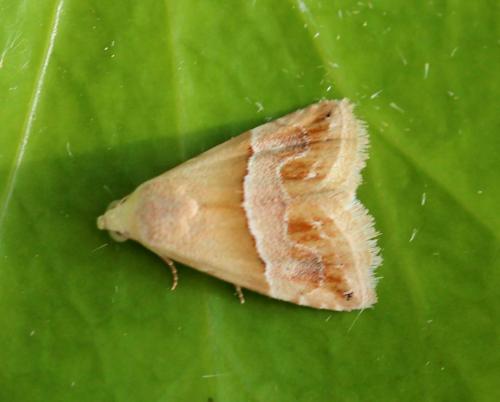 Eublemma parva