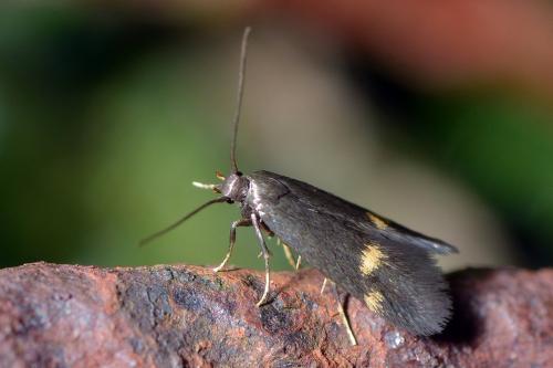 Borkhausenia minutella