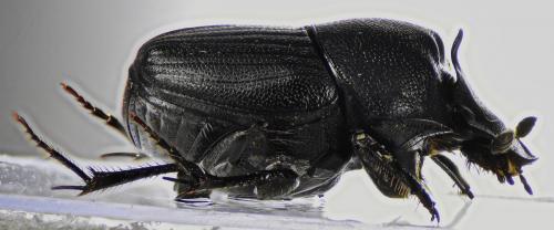 Onthophagus verticicornis