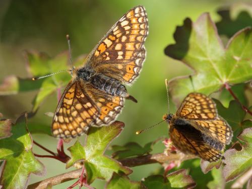 Euphydryas aurinia
