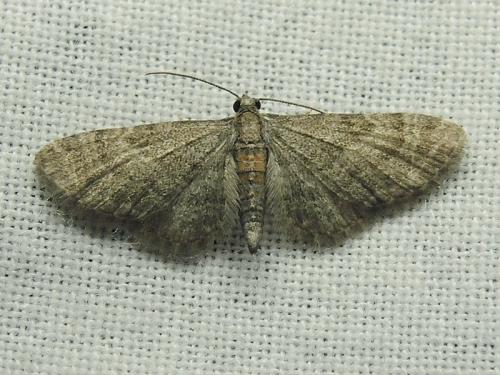 Réf. 120 736 : Eupithecia haworthiata