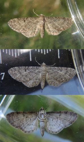 Réf. 120 869 : Eupithecia subfuscata