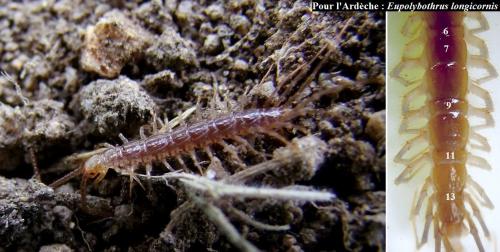 Réf. 120 496 : Eupolybothrus longicornis