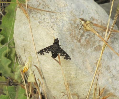Exoprosopa jacchus