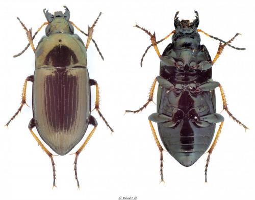 Amara plebeja