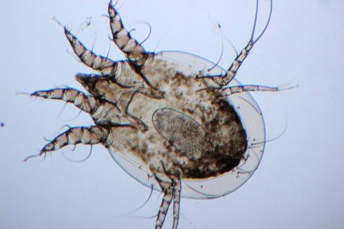 Psoroptes cuniculi