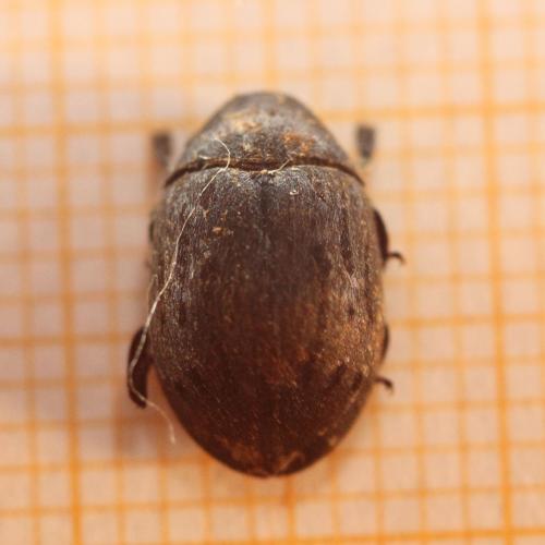 Byrrhus sp.
