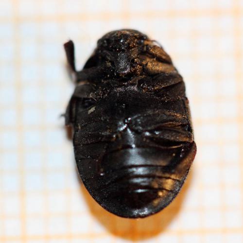 Byrrhus sp.