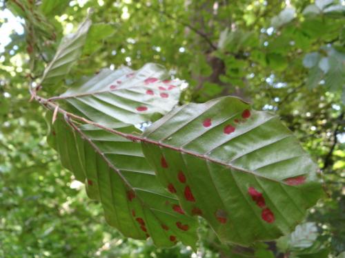 Aceria nervisequa