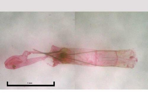 Teleiopsis terebinthinella