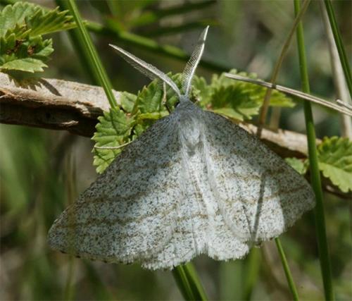 Perconia strigillaria