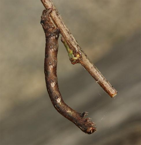 Réf. 120 272 : Agriopis sp.