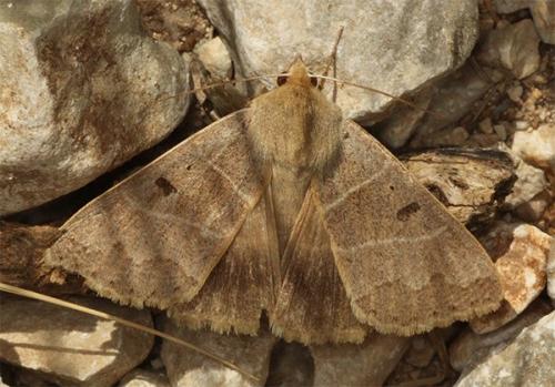 Minucia lunaris