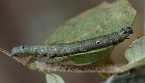 Minucia lunaris
