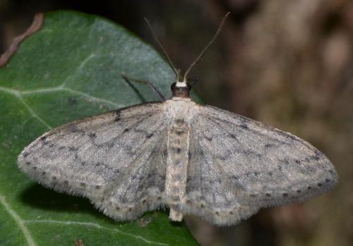 Réf. 120 016 : Idaea seriata