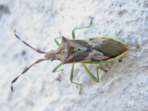 Gonocerus juniperi