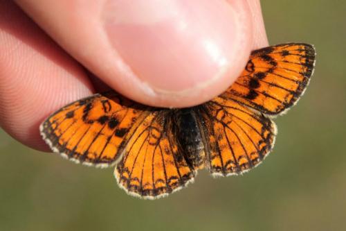 Melitaea parthenoides