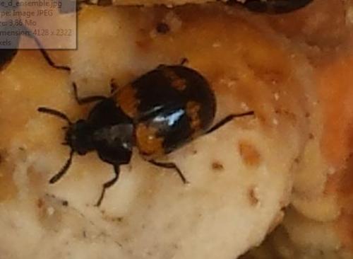 Diaperis boleti
