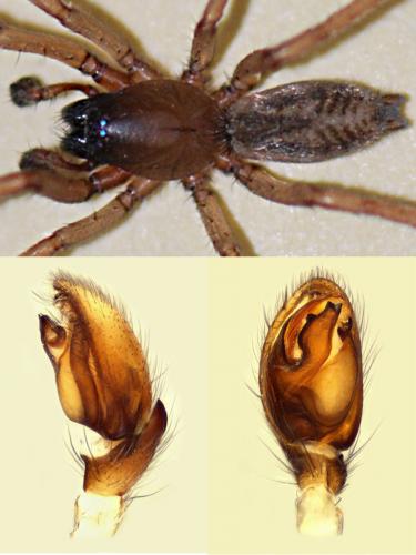 Haplodrassus dalmatensis