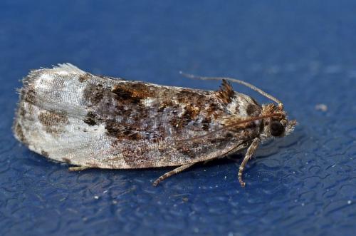 Hedya nubiferana
