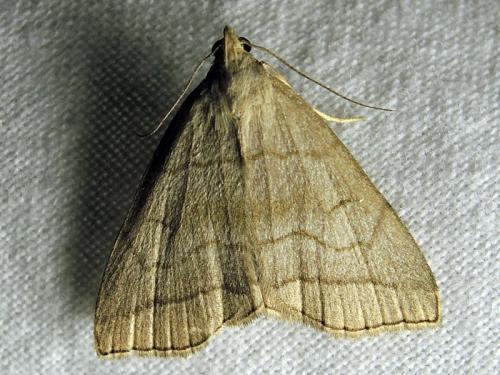 Herminia tarsicrinalis