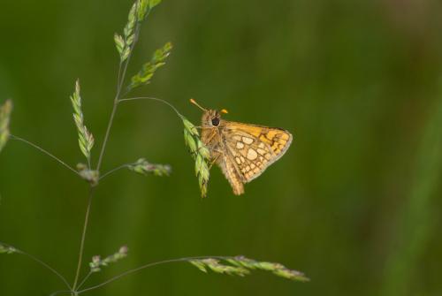 Carterocephalus palaemon