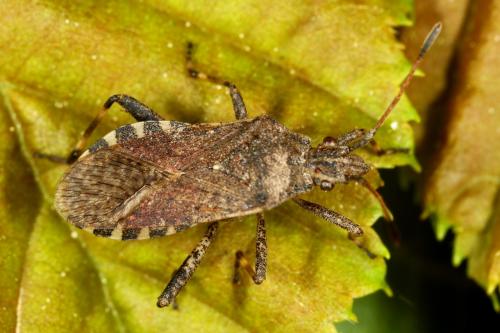 Réf. 120 341 : Ceraleptus gracilicornis