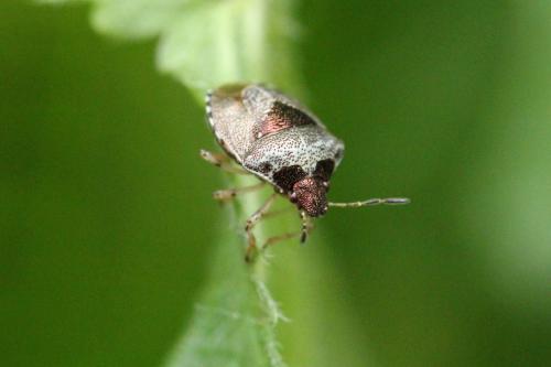 Stagonomus venustissimus