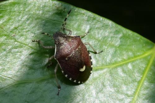 Holcostethus sphacelatus
