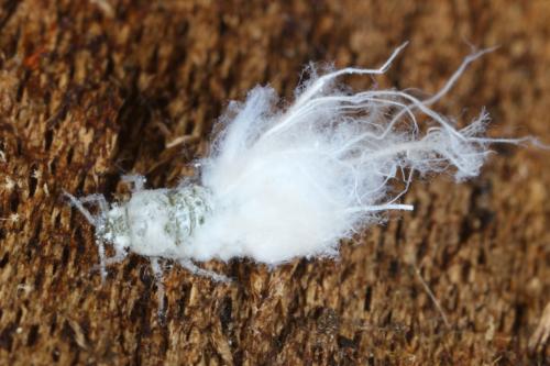 Réf. 120 995 : Prociphilus xylostei xylostei
