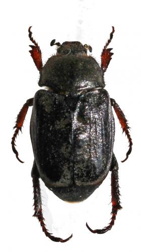 Hoplia philanthus