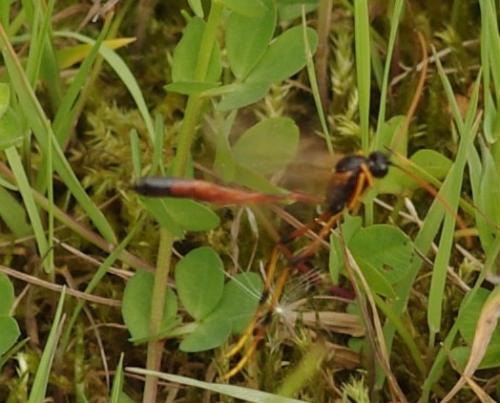 Anomaloninae