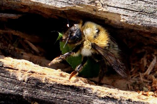 Megachile nigriventris