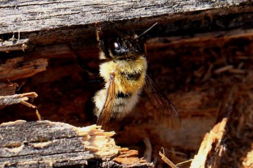 Megachile nigriventris