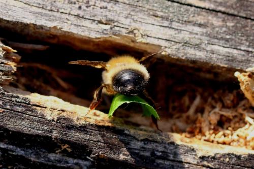 Megachile nigriventris