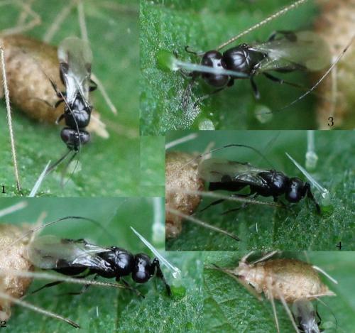 Dendrocerus sp.