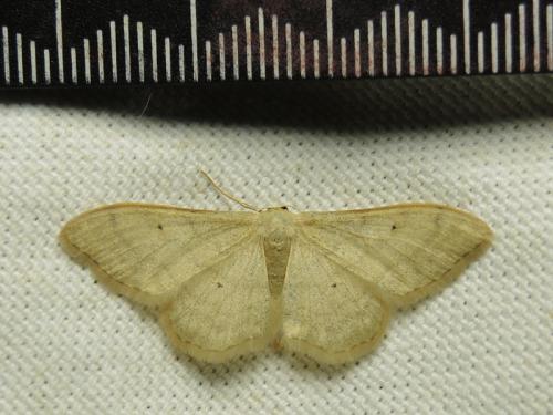 Idaea straminata