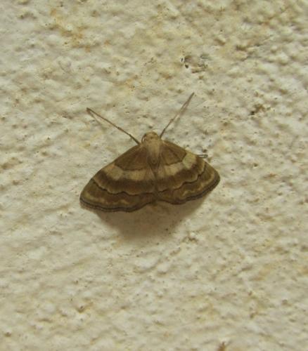 Réf. 120 918 : Idaea rainerii