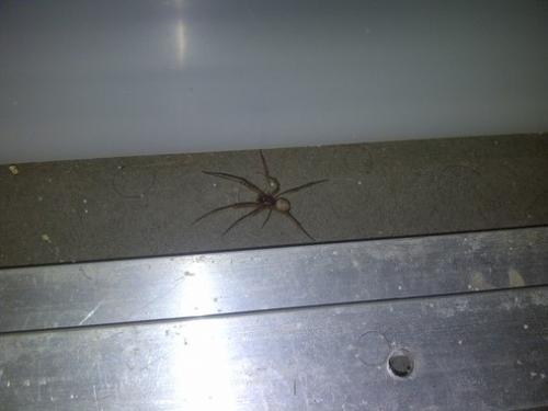 Réf. 120 764 : Steatoda nobilis