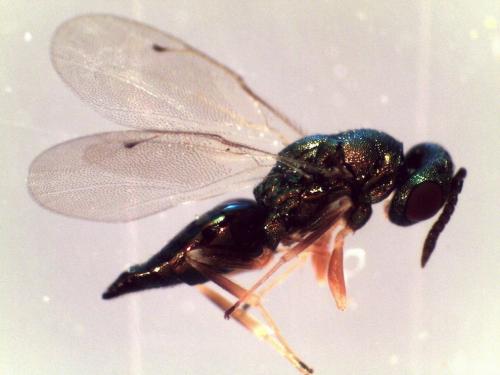 Trichomalus sp.