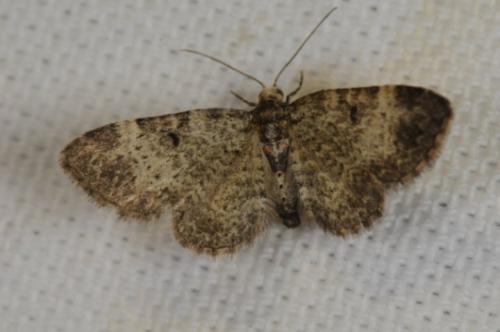 Réf. 120 193 : Pasiphila chloerata