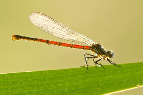 Pyrrhosoma nymphula